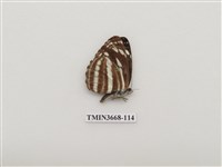 藏品(蛺蝶科(2))的圖片